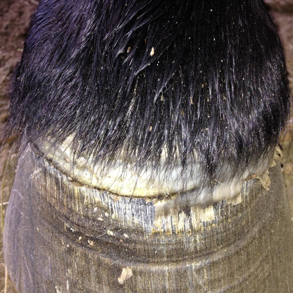Hoof Problems The Horse Forum
